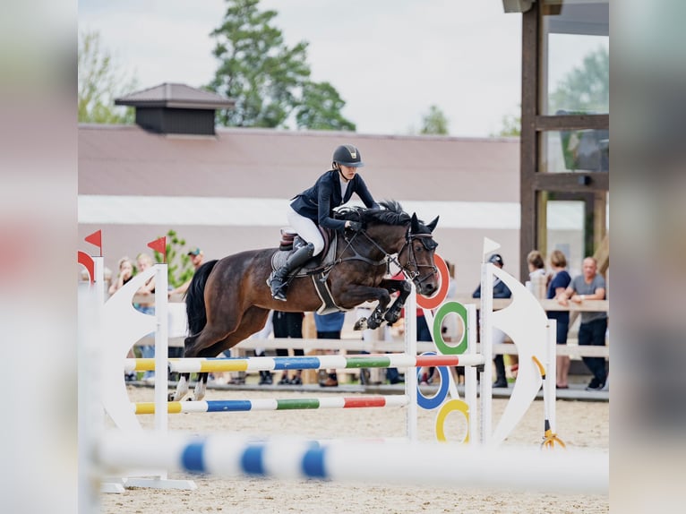 KWPN Caballo castrado 4 años 160 cm Castaño oscuro in Vilnius
