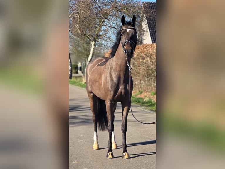 KWPN Caballo castrado 4 años 160 cm Negro in Someren
