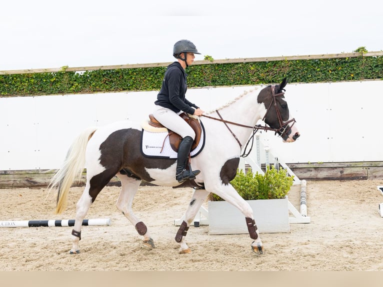 KWPN Caballo castrado 4 años 160 cm Pío in Waddinxveen