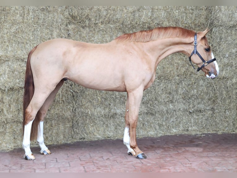 KWPN Caballo castrado 4 años 161 cm Alazán in Moergestel