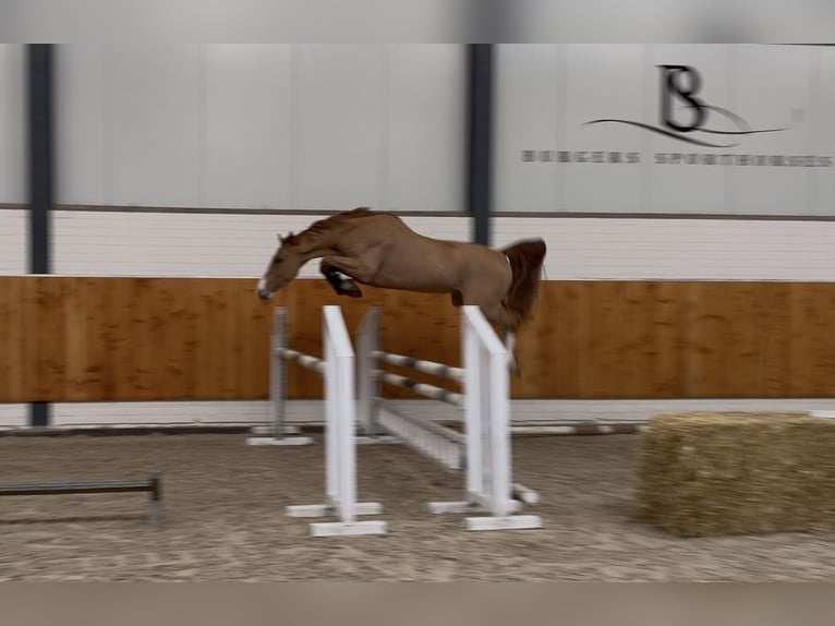 KWPN Caballo castrado 4 años 161 cm Alazán in Moergestel