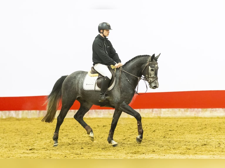 KWPN Caballo castrado 4 años 161 cm Tordo in Waddinxveen