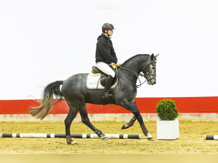 KWPN Caballo castrado 4 años 161 cm Tordo in Waddinxveen