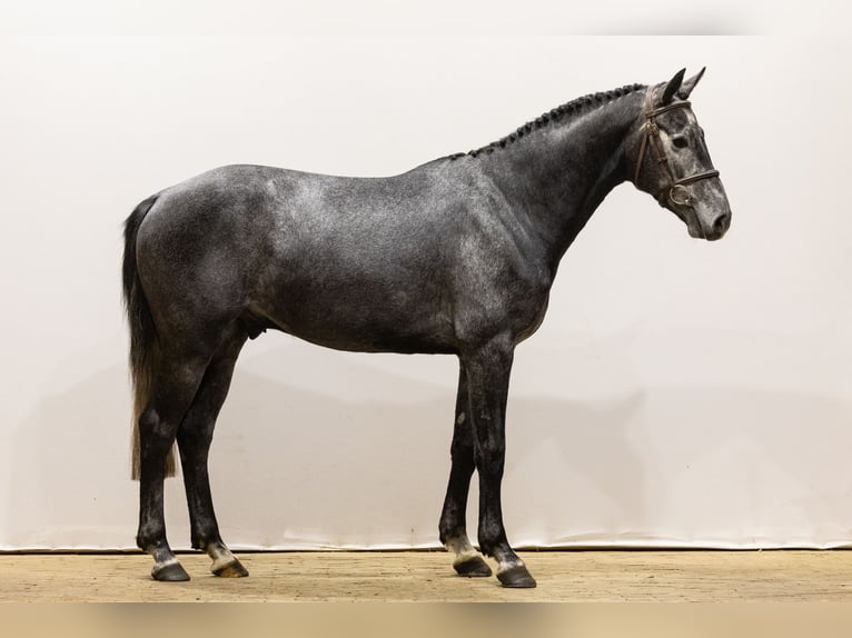 KWPN Caballo castrado 4 años 161 cm Tordo in Waddinxveen