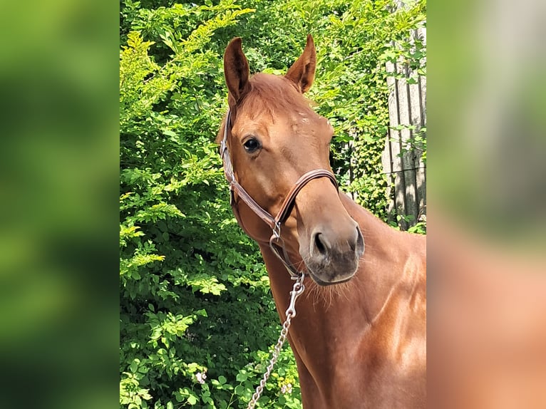 KWPN Caballo castrado 4 años 162 cm Alazán in Messel