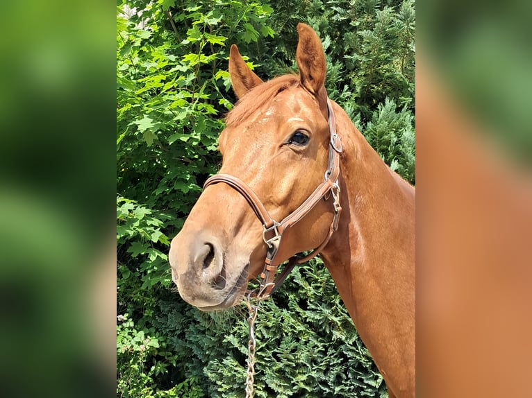 KWPN Caballo castrado 4 años 162 cm Alazán in Messel
