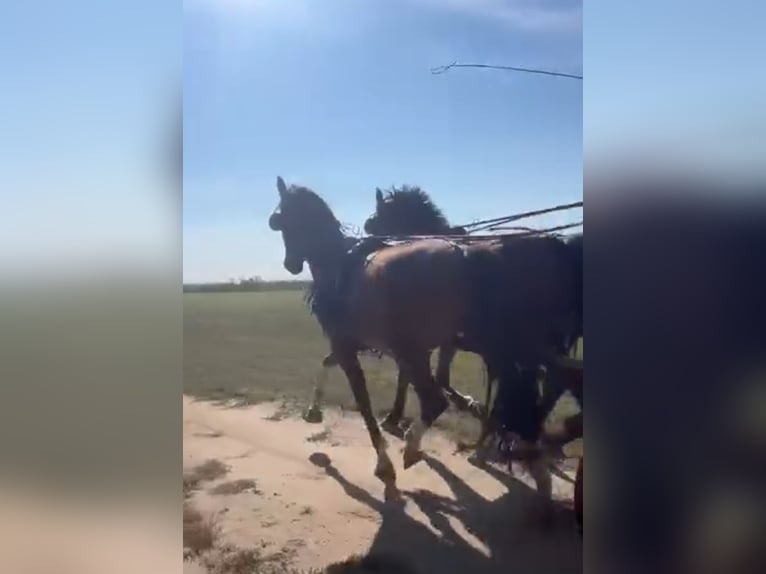 KWPN Caballo castrado 4 años 162 cm Alazán-tostado in Nagyk&#xE1;ta