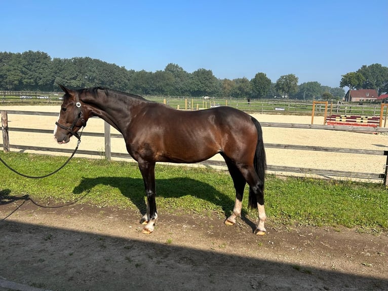 KWPN Caballo castrado 4 años 162 cm Castaño oscuro in Lunteren