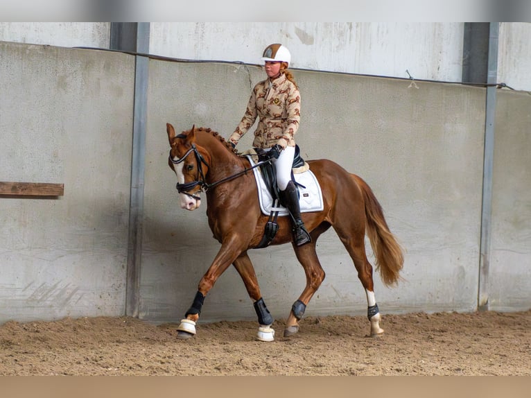 KWPN Caballo castrado 4 años 162 cm Castaño rojizo in Nieuwegein