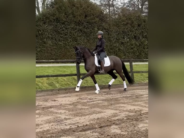 KWPN Caballo castrado 4 años 162 cm Negro in Biddinghuizen