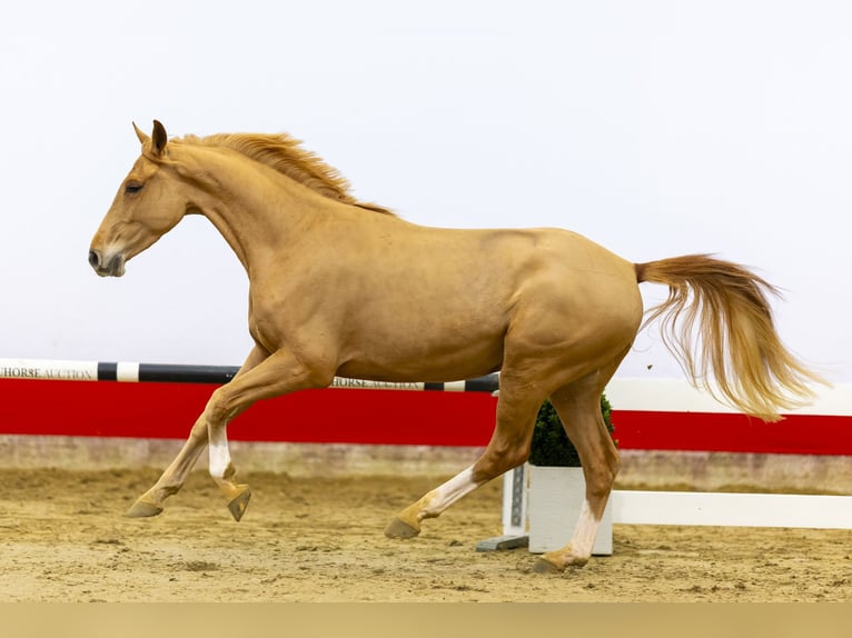 KWPN Caballo castrado 4 años 163 cm Alazán in Waddinxveen