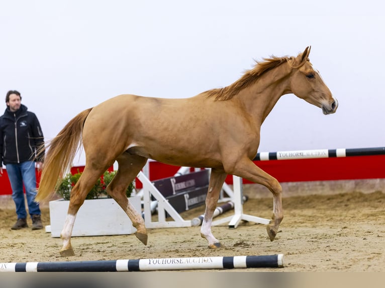 KWPN Caballo castrado 4 años 163 cm Alazán in Waddinxveen