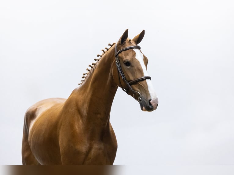 KWPN Caballo castrado 4 años 163 cm Alazán in Waddinxveen