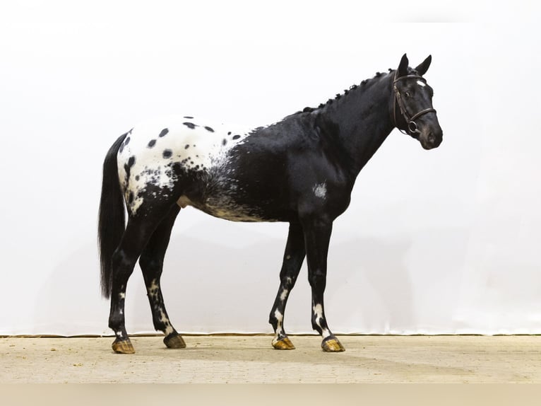 KWPN Caballo castrado 4 años 163 cm Atigrado/Moteado in Waddinxveen