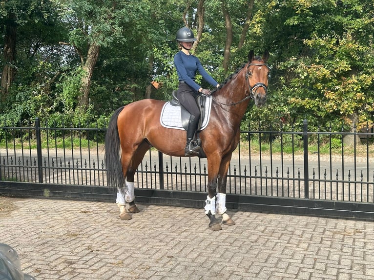 KWPN Caballo castrado 4 años 163 cm Castaño in Voorthuizen