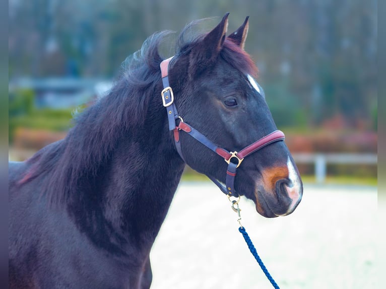 KWPN Caballo castrado 4 años 163 cm Castaño oscuro in Neustadt (Wied)