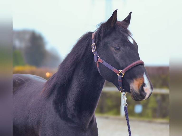 KWPN Caballo castrado 4 años 163 cm Castaño oscuro in Neustadt (Wied)