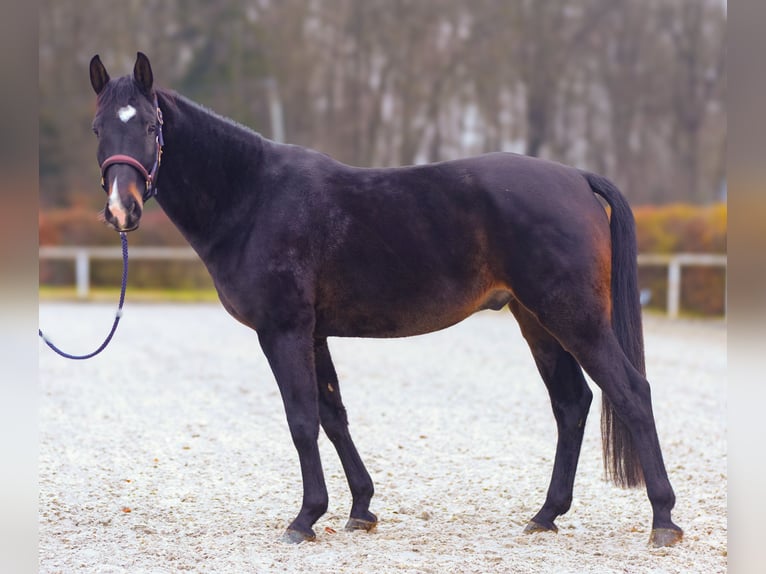 KWPN Caballo castrado 4 años 163 cm Castaño oscuro in Neustadt (Wied)