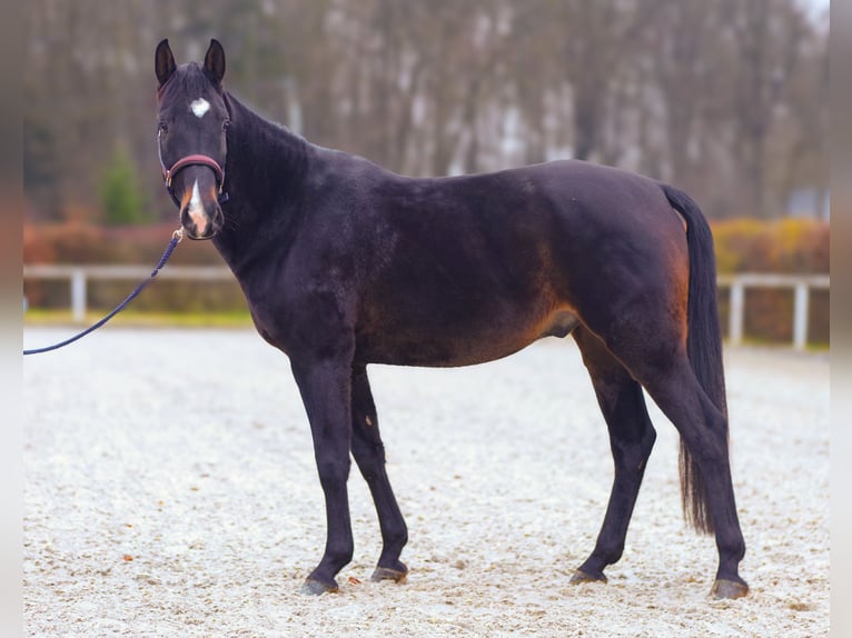 KWPN Caballo castrado 4 años 163 cm Castaño oscuro in Neustadt (Wied)