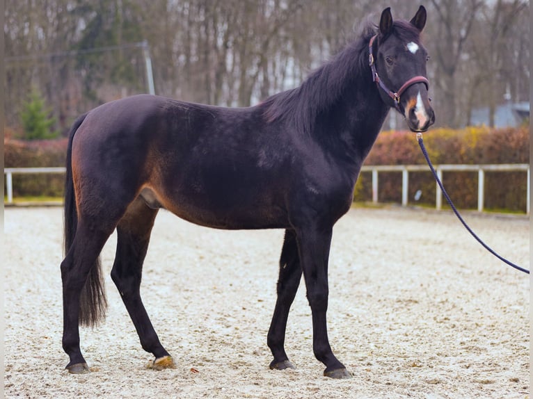 KWPN Caballo castrado 4 años 163 cm Castaño oscuro in Neustadt (Wied)