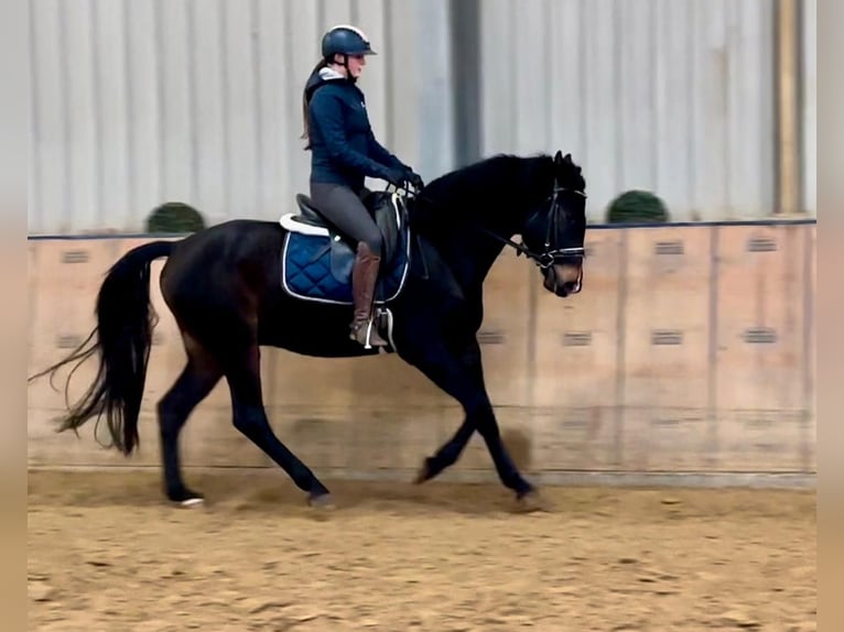 KWPN Caballo castrado 4 años 163 cm Castaño oscuro in Neustadt (Wied)