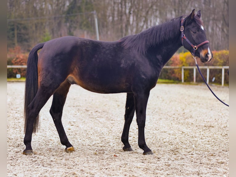 KWPN Caballo castrado 4 años 163 cm Castaño oscuro in Neustadt (Wied)