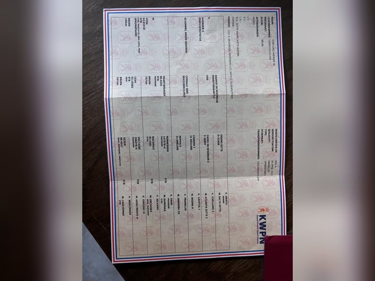 KWPN Caballo castrado 4 años 163 cm Castaño oscuro in Uffenheim