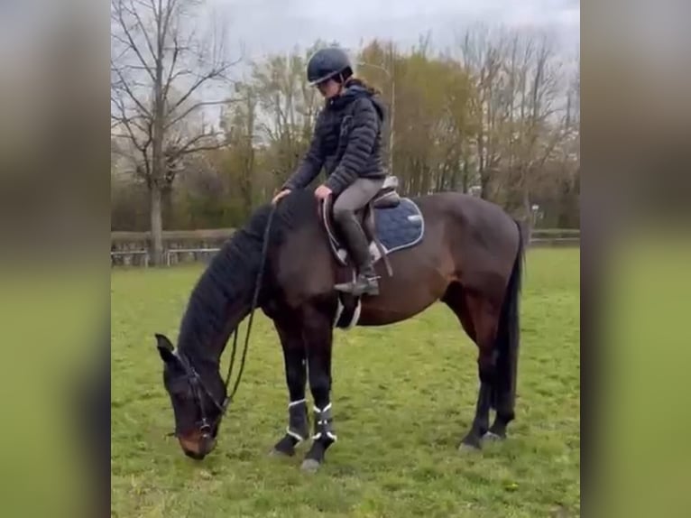 KWPN Caballo castrado 4 años 163 cm Castaño oscuro in Uffenheim