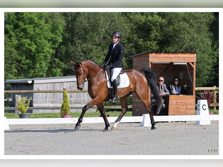 KWPN Caballo castrado 4 años 164 cm Castaño in Bretagne