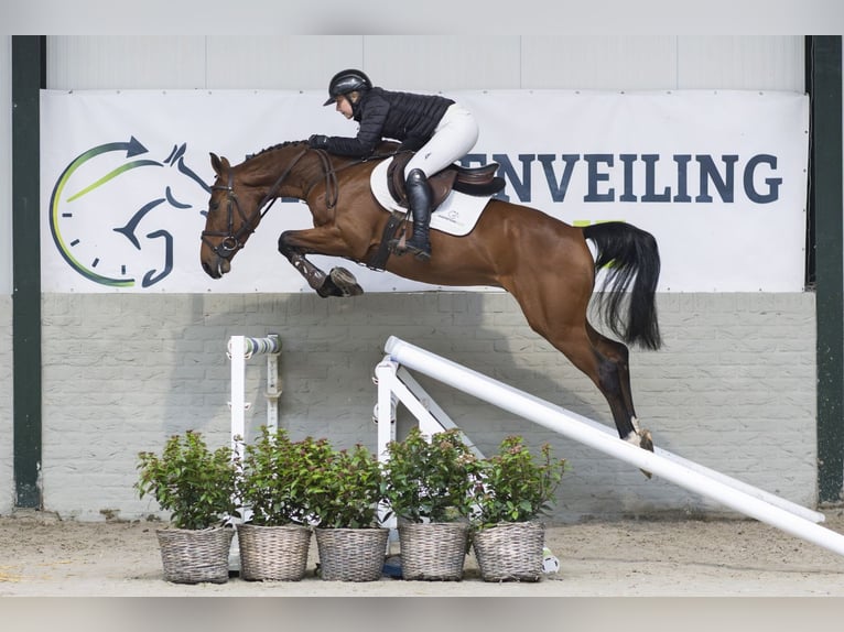 KWPN Caballo castrado 4 años 164 cm Castaño in Heerde