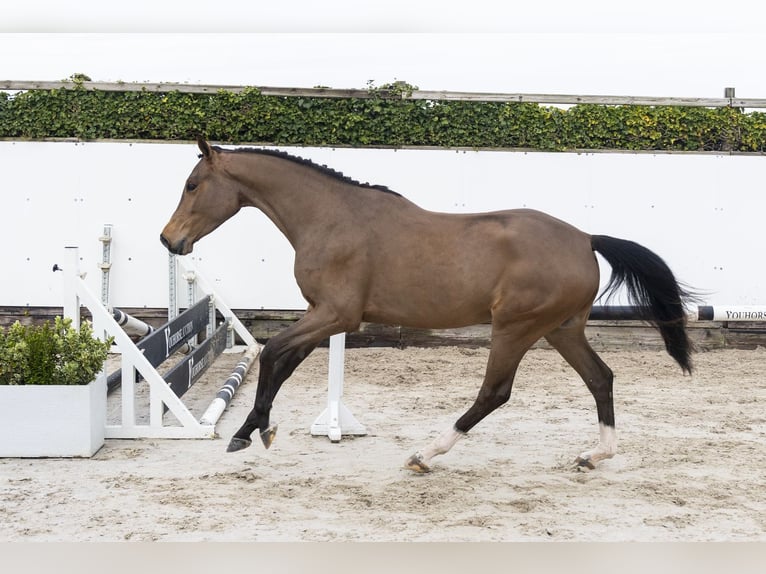 KWPN Caballo castrado 4 años 164 cm Castaño in Waddinxveen