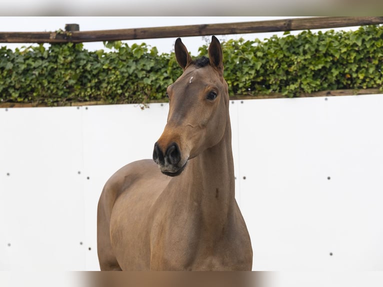 KWPN Caballo castrado 4 años 164 cm Castaño in Waddinxveen