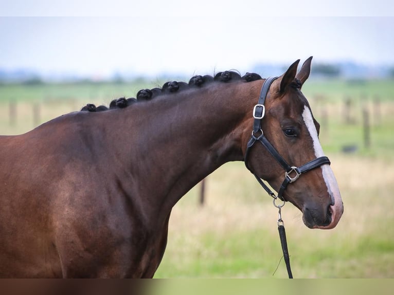 KWPN Caballo castrado 4 años 164 cm Castaño oscuro in Haasdonk