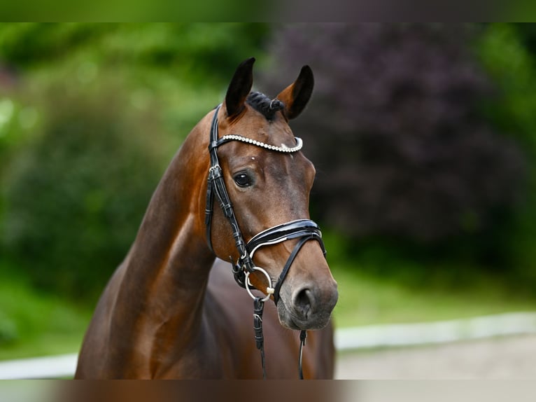 KWPN Caballo castrado 4 años 164 cm Castaño oscuro in Hamburg Osdorf