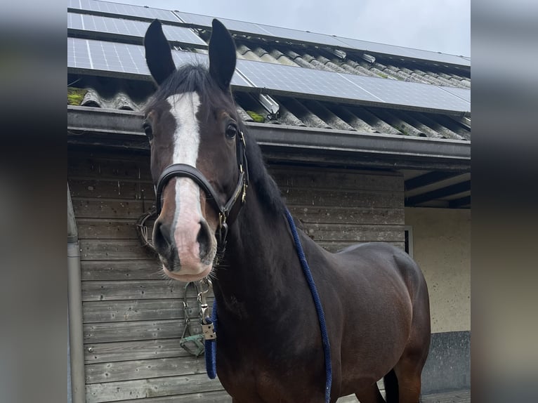 KWPN Caballo castrado 4 años 164 cm Castaño oscuro in Nijkerk