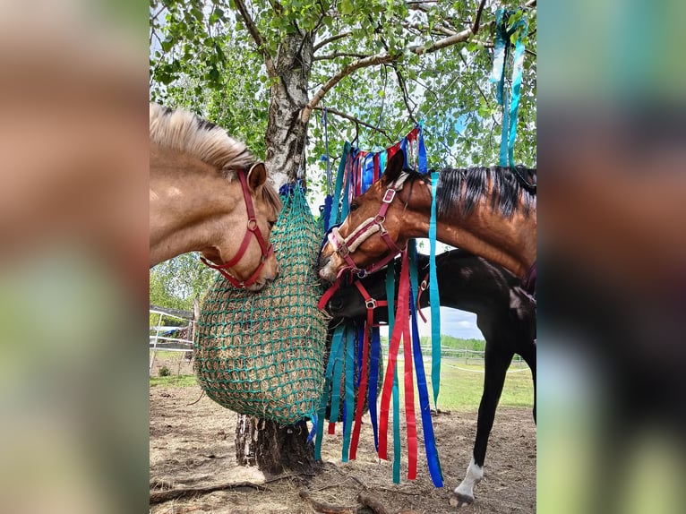 KWPN Caballo castrado 4 años 164 cm Castaño rojizo in Nowa R&#xF3;&#x17C;a