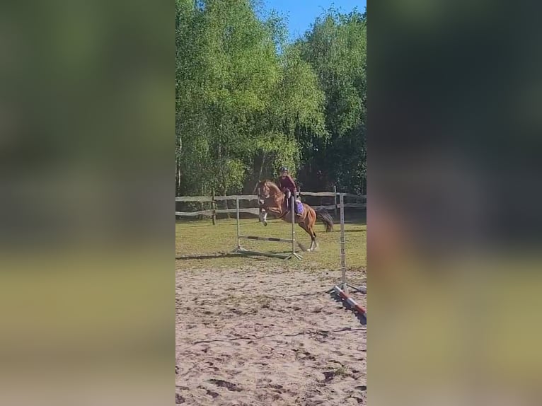 KWPN Caballo castrado 4 años 164 cm Castaño rojizo in Nowa R&#xF3;&#x17C;a