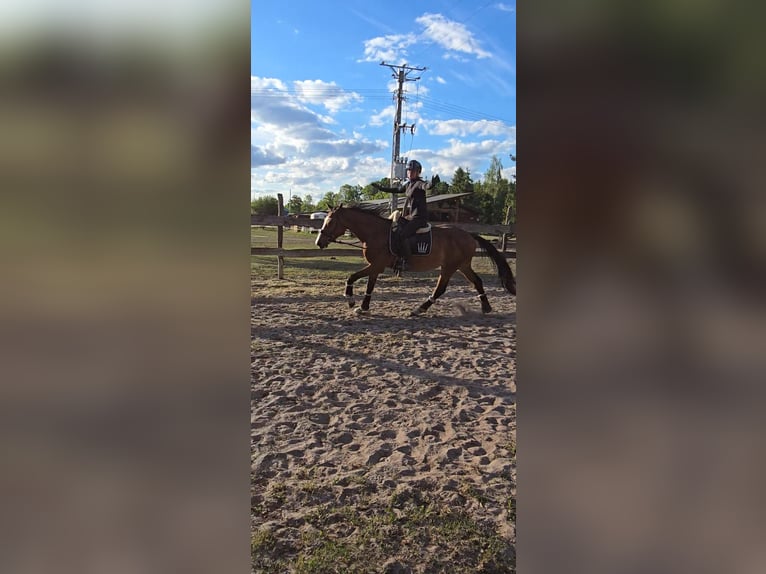 KWPN Caballo castrado 4 años 164 cm Castaño rojizo in Nowa R&#xF3;&#x17C;a