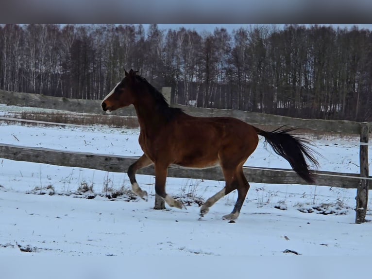KWPN Caballo castrado 4 años 164 cm Castaño rojizo in Nowa R&#xF3;&#x17C;a