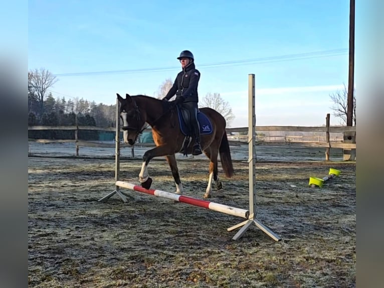 KWPN Caballo castrado 4 años 164 cm Castaño rojizo in Nowa R&#xF3;&#x17C;a