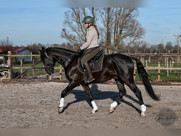 KWPN Mestizo Caballo castrado 4 años 164 cm Negro in Venhuizen