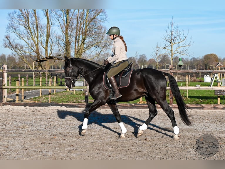 KWPN Mestizo Caballo castrado 4 años 164 cm Negro in Venhuizen