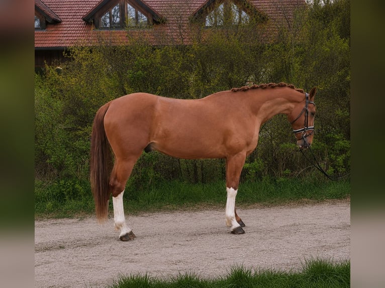 KWPN Caballo castrado 4 años 165 cm Alazán in Babenhausen