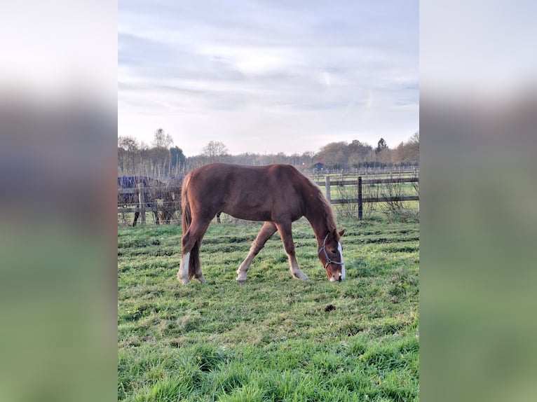 KWPN Caballo castrado 4 años 165 cm Alazán in Epe