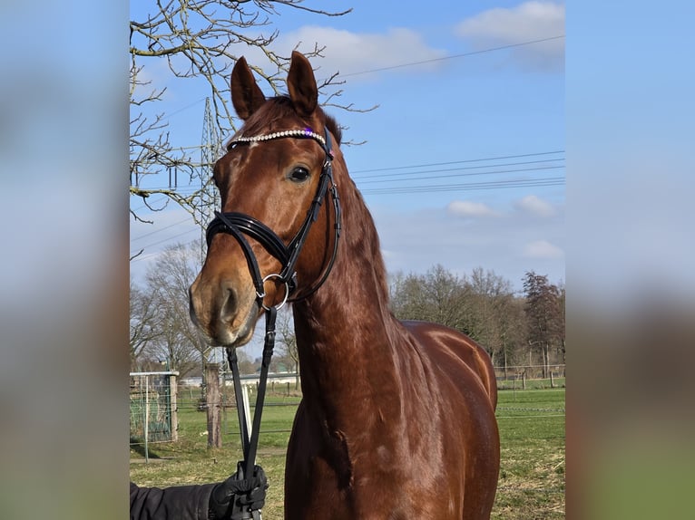 KWPN Caballo castrado 4 años 165 cm Alazán-tostado in Wachtendonk