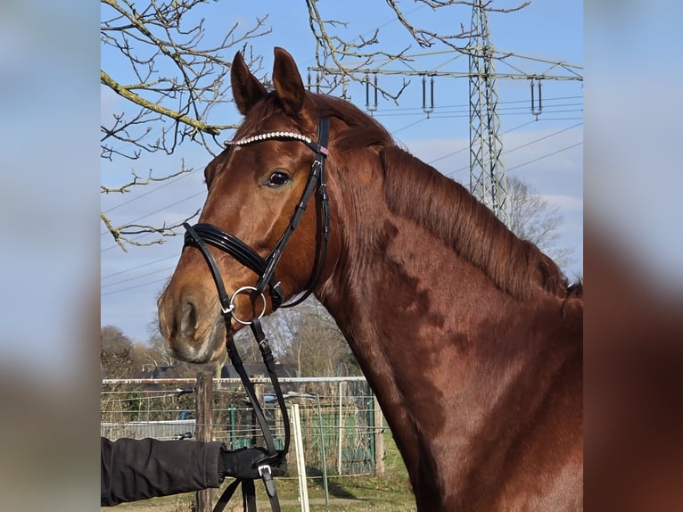 KWPN Caballo castrado 4 años 165 cm Alazán-tostado in Wachtendonk