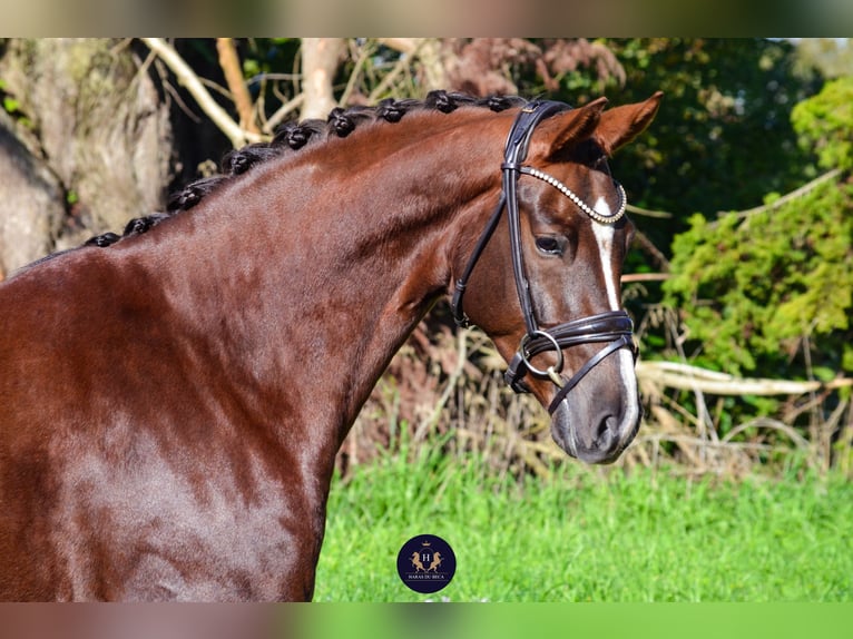 KWPN Caballo castrado 4 años 165 cm Alazán-tostado in Marigny