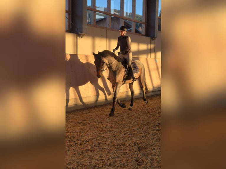 KWPN Caballo castrado 4 años 165 cm in Schladming