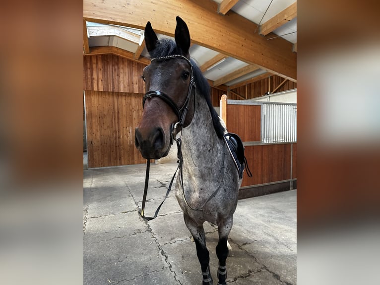 KWPN Caballo castrado 4 años 165 cm in Schladming