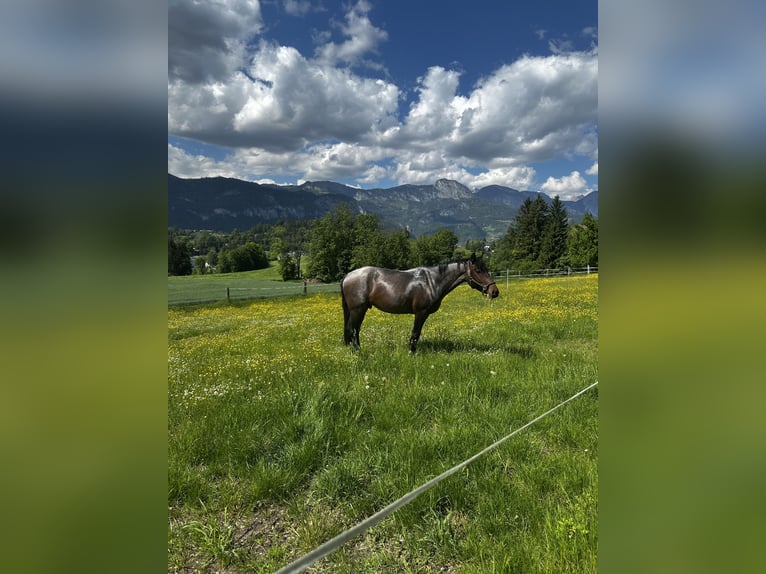 KWPN Caballo castrado 4 años 165 cm in Schladming
